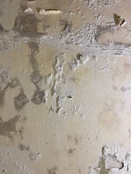 Best Attic Mold Removal  in Brookhaven, GA