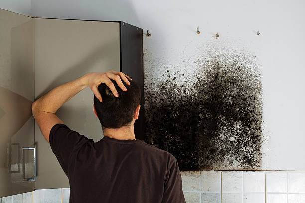 Best Mold Damage Repair  in Brookhaven, GA